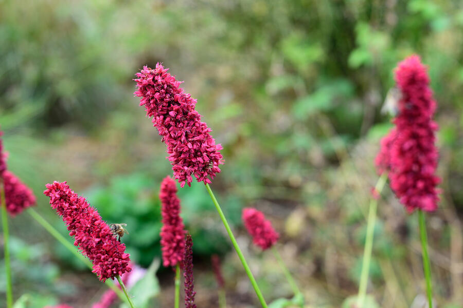 Rdesno objímavé 'Blackfield' - Bistorta amplexicaulis 'Blackfield'