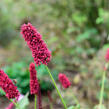 Rdesno 'Blackfield' - Bistorta amplexicaulis 'Blackfield'