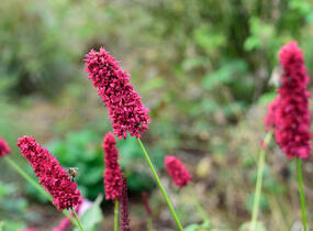 Rdesno objímavé 'Blackfield' - Bistorta amplexicaulis 'Blackfield'