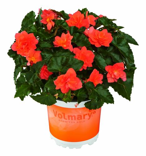 Begónie hlíznatá 'Beluga Deep Orange' - Begonia tuberhybrida 'Beluga Deep Orange'