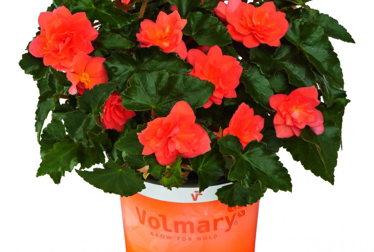 Begónie hlíznatá 'Beluga Deep Orange' - Begonia tuberhybrida 'Beluga Deep Orange'