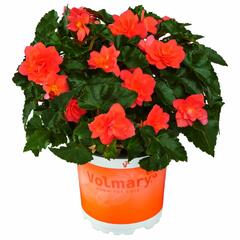 Begónie hlíznatá 'Beluga Deep Orange' - Begonia tuberhybrida 'Beluga Deep Orange'