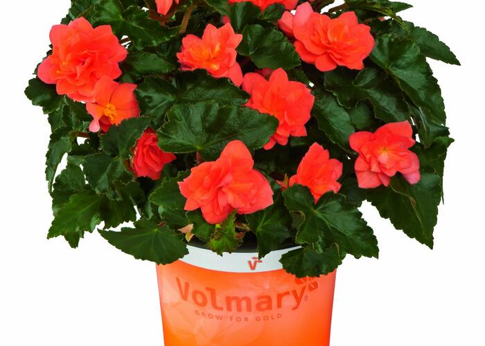 Begónie hlíznatá 'Beluga Deep Orange' - Begonia tuberhybrida 'Beluga Deep Orange'