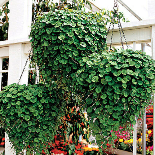 Stříbrný déšť 'Emerald Falls' - Dichondra argentea 'Emerald Falls'