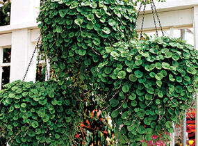 Stříbrný déšť 'Emerald Falls' - Dichondra argentea 'Emerald Falls'