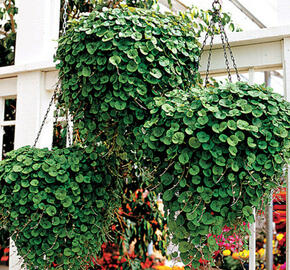 Stříbrný déšť 'Emerald Falls' - Dichondra argentea 'Emerald Falls'