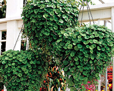 Stříbrný déšť 'Emerald Falls'