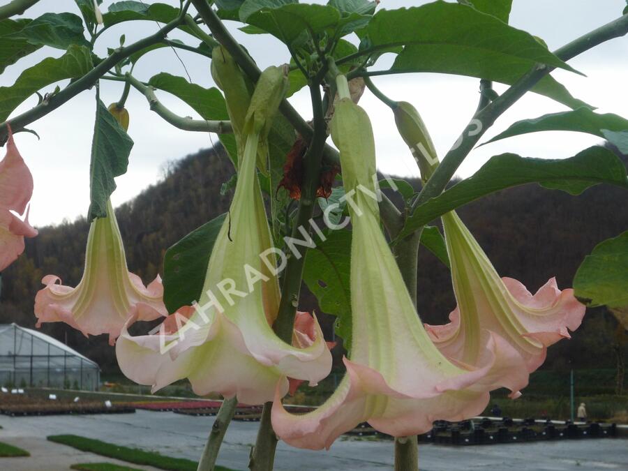 Durman 'Rosea' - Brugmansia (Datura) arborea 'Rosea'