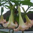 Durman 'Rosea' - Brugmansia (Datura) arborea 'Rosea'