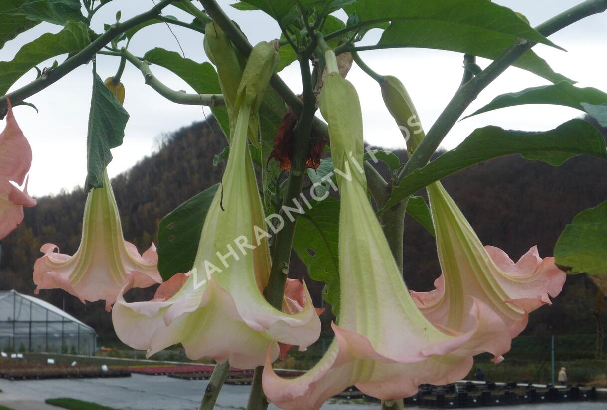 Durman 'Rosea' - Brugmansia (Datura) arborea 'Rosea'