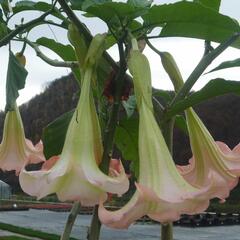 Durman 'Rosea' - Brugmansia (Datura) arborea 'Rosea'