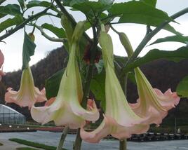 Durman 'Rosea'