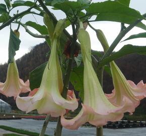 Durman 'Rosea' - Brugmansia (Datura) arborea 'Rosea'