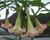 Durman 'Rosea'