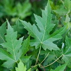 Javor stříbrný 'Asplenifolium' - Acer saccharinum 'Asplenifolium'