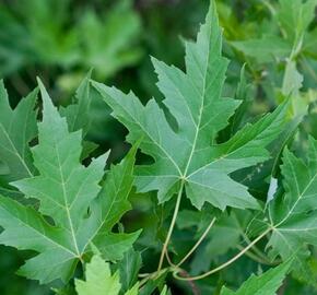 Javor stříbrný 'Asplenifolium' - Acer saccharinum 'Asplenifolium'