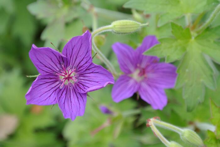 Kakost - Geranium wlassovianum