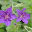 Kakost - Geranium wlassovianum