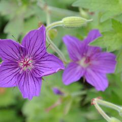 Kakost - Geranium wlassovianum