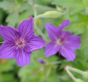 Kakost - Geranium wlassovianum