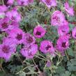 Kakost sivý 'Carol' - Geranium cinereum 'Carol'