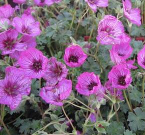 Kakost sivý 'Carol' - Geranium cinereum 'Carol'