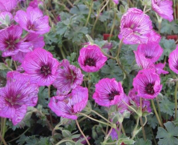 Kakost sivý 'Carol' - Geranium cinereum 'Carol'