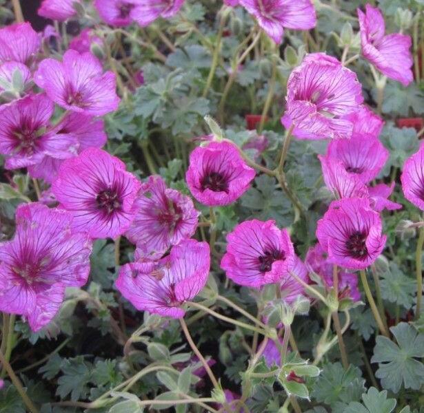 Kakost sivý 'Carol' - Geranium cinereum 'Carol'