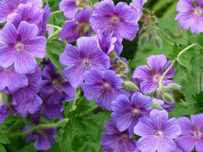 Kakost 'Kashmir Purple' - Geranium clarkei 'Kashmir Purple'