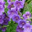 Kakost 'Kashmir Purple' - Geranium clarkei 'Kashmir Purple'