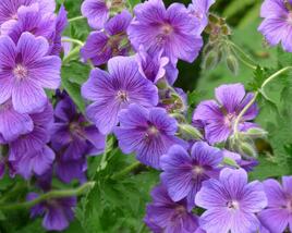 Kakost 'Kashmir Purple'