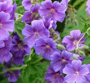Kakost 'Kashmir Purple' - Geranium clarkei 'Kashmir Purple'