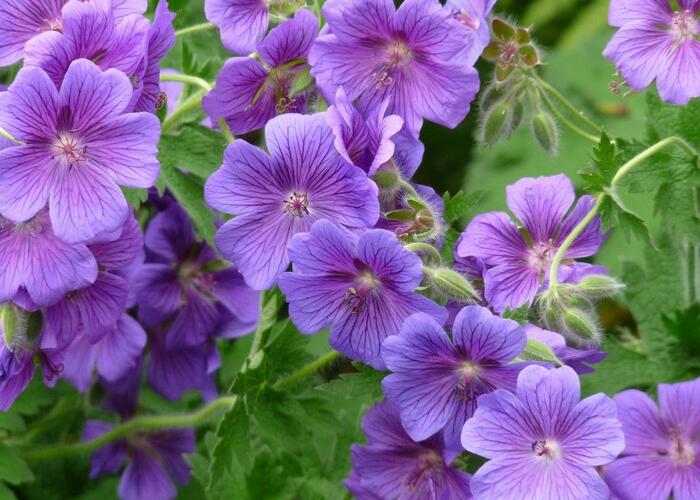 Kakost 'Kashmir Purple' - Geranium clarkei 'Kashmir Purple'
