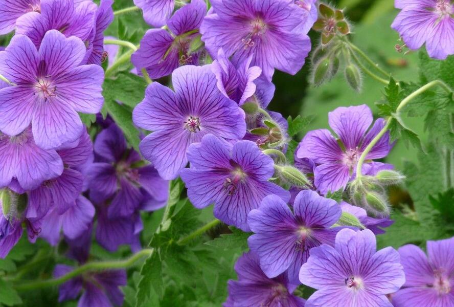 Kakost 'Kashmir Purple' - Geranium clarkei 'Kashmir Purple'