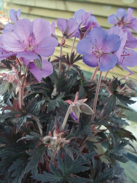 Kakost luční 'Hocus Pocus' - Geranium pratense 'Hocus Pocus'