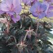 Kakost luční 'Hocus Pocus' - Geranium pratense 'Hocus Pocus'