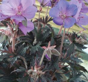 Kakost luční 'Hocus Pocus' - Geranium pratense 'Hocus Pocus'