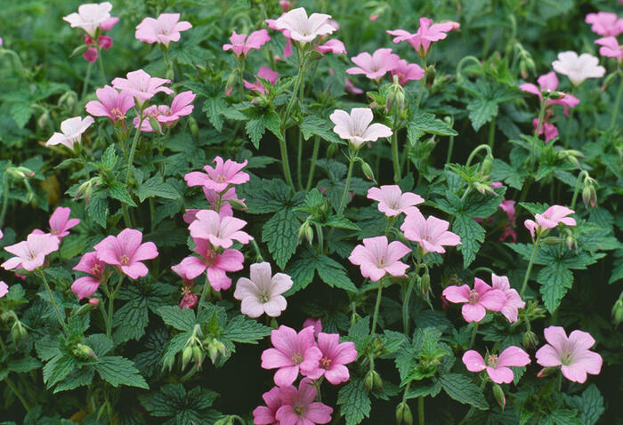 Kakost Endressův 'Shadow Pink' - Geranium endressii 'Shadow Pink'