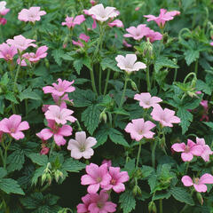 Kakost Endressův 'Shadow Pink' - Geranium endressii 'Shadow Pink'