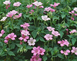 Kakost Endressův 'Shadow Pink'