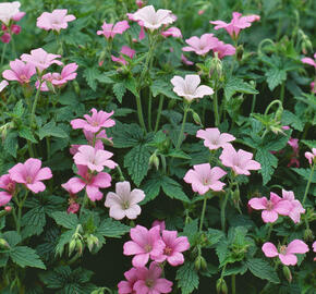 Kakost Endressův 'Shadow Pink' - Geranium endressii 'Shadow Pink'