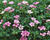 Kakost Endressův 'Shadow Pink'