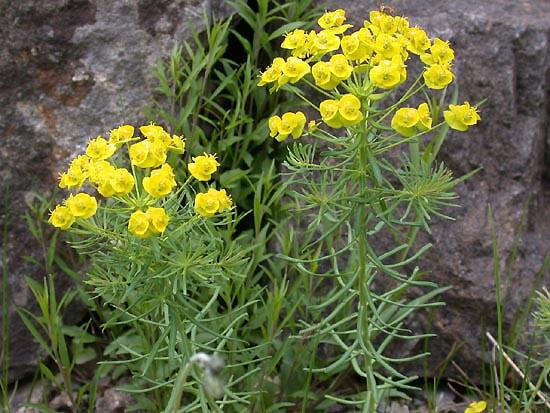 Pryšec chvojka - Euphorbia cyparissias