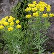 Pryšec chvojka - Euphorbia cyparissias