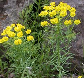 Pryšec chvojka - Euphorbia cyparissias
