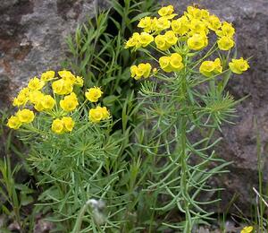 Pryšec chvojka - Euphorbia cyparissias