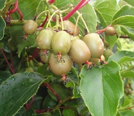 Aktinidie význačná, kiwi - samičí 'Geneva' - Actinidia arguta 'Geneva'