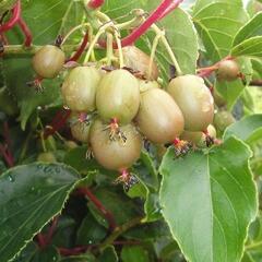 Aktinidie význačná, kiwi - samičí 'Geneva' - Actinidia arguta 'Geneva'