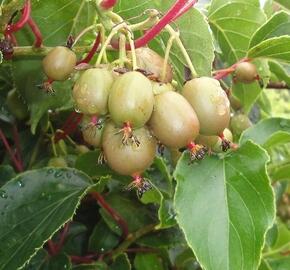 Aktinidie význačná, kiwi - samičí 'Geneva' - Actinidia arguta 'Geneva'