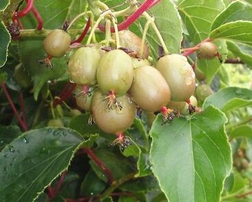 Aktinidie význačná, kiwi - samičí 'Geneva'